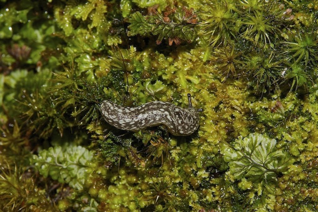 Geomalacus maculosus  Kerry - Irlanda